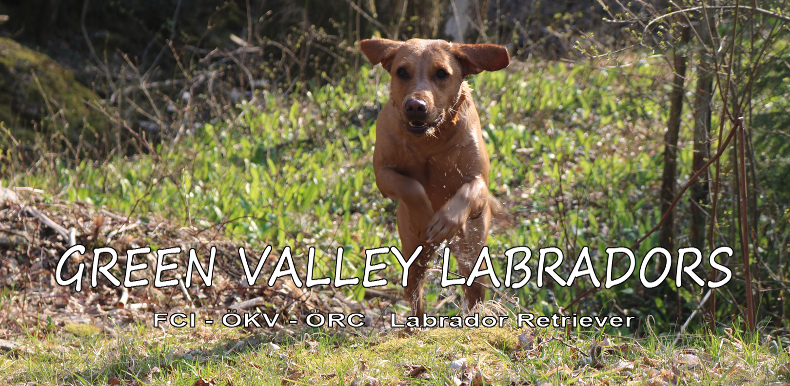 Neu: Welpen und Junghunde Trainings!  Info siehe unten